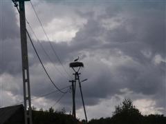 Storchennest mit Storch auf Leitungs- Mast